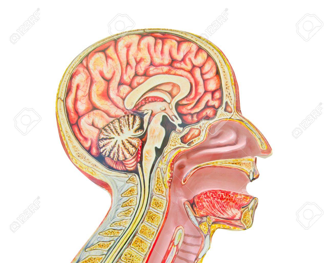 Human anatomical model isolated against a white background an often used tool for medical study. - 32500369 Human anatomical model isolated against a white background an often used tool for medical study. - 32500369