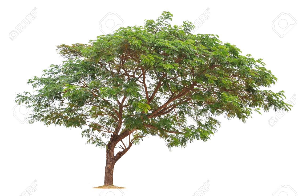 Isolated Big Tree On White Background.Large Trees Database Botanical..  Stock Photo, Picture And Royalty Free Image. Image 108856074.