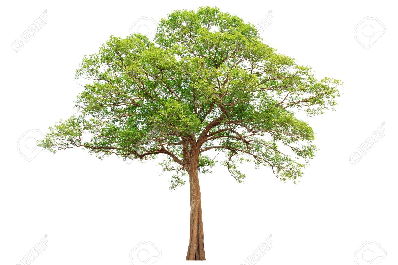 Isolated Big Tree On White Background.Large Trees Database Botanical.. Stock Photo, Picture And Royalty Free Image. Image 108856232.