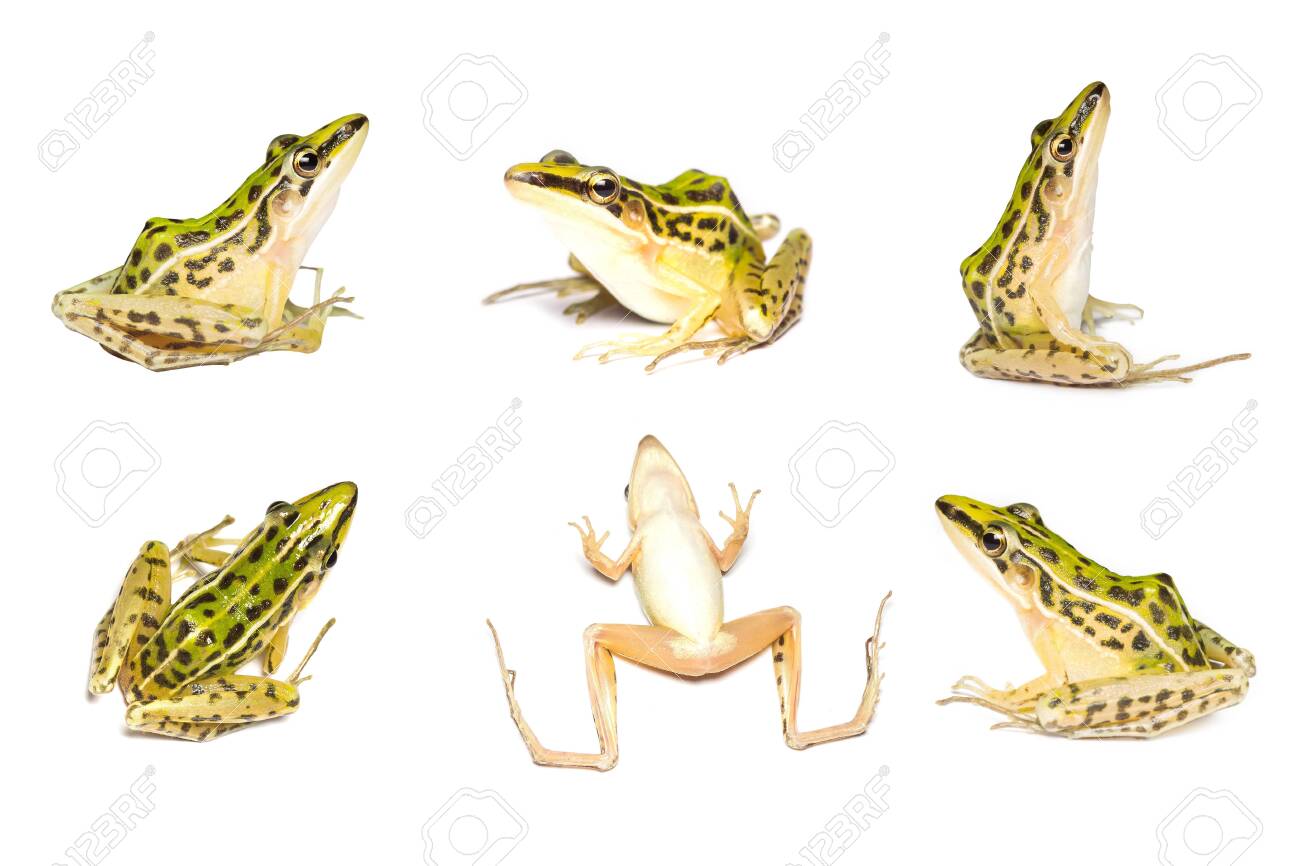 white water frogs