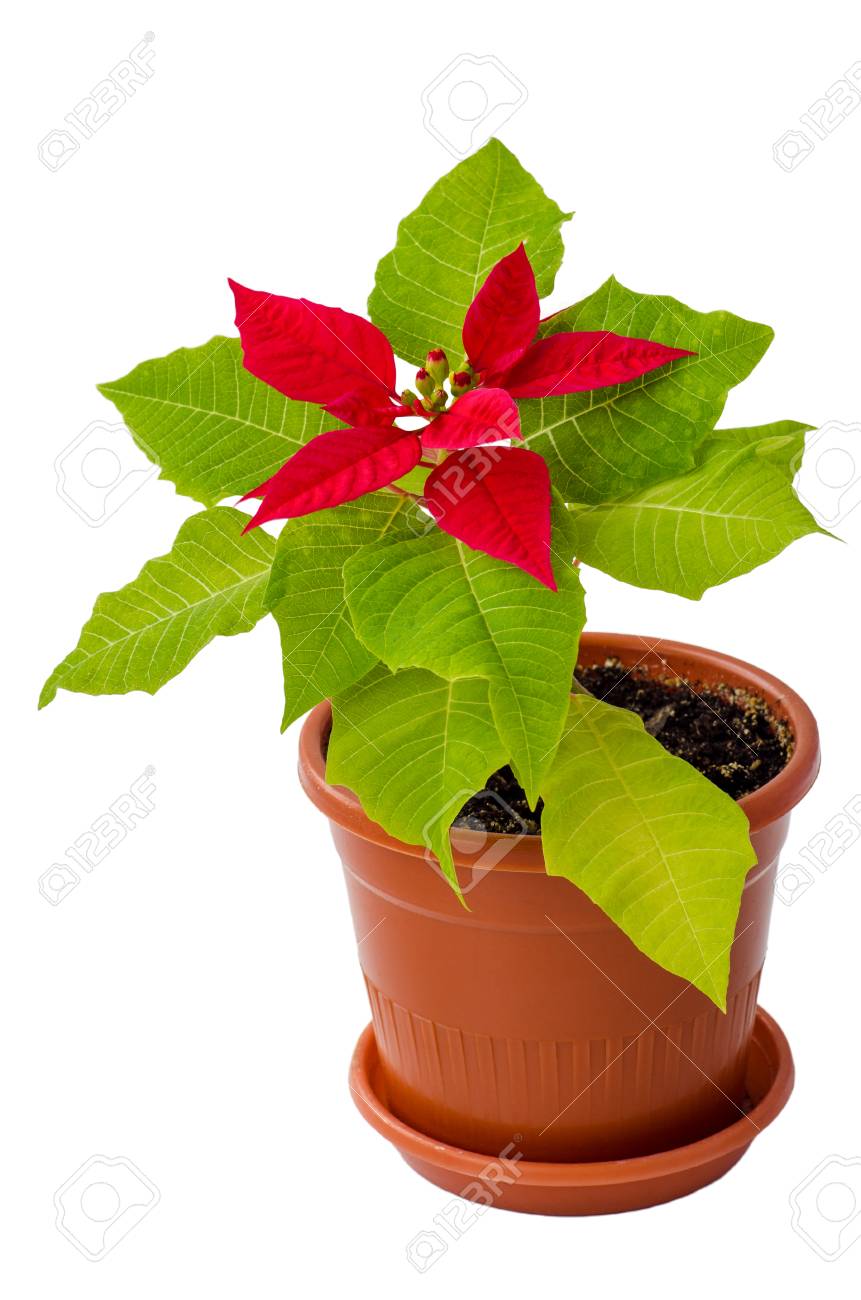 Stella Di Natale Fioritura.Immagini Stock La Pianta Della Stella Di Natale Fiorisce A Fiori Rossi A Casa Image 54909526