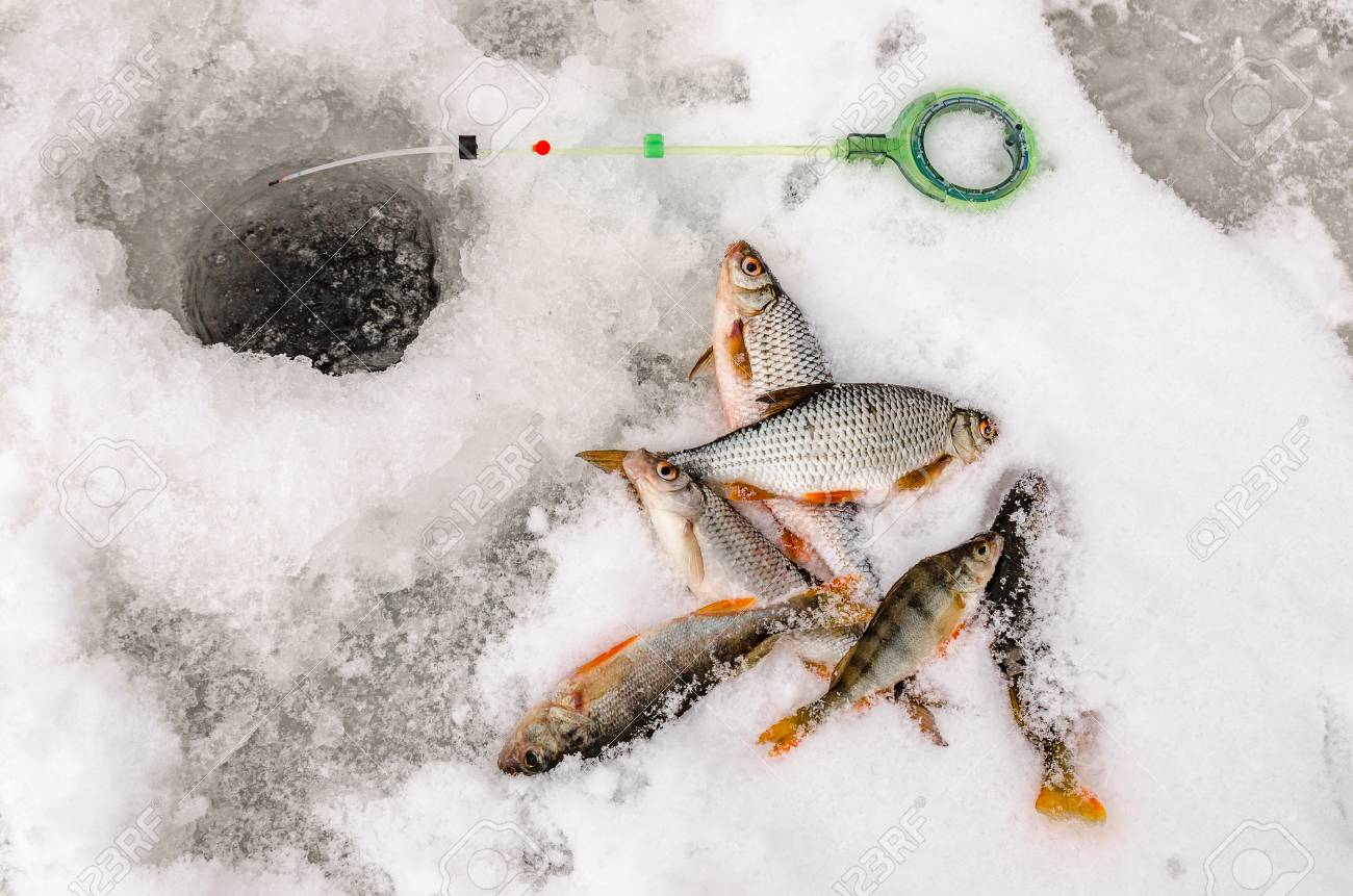 手の漁師が捕まえた魚雑魚 の写真素材 画像素材 Image