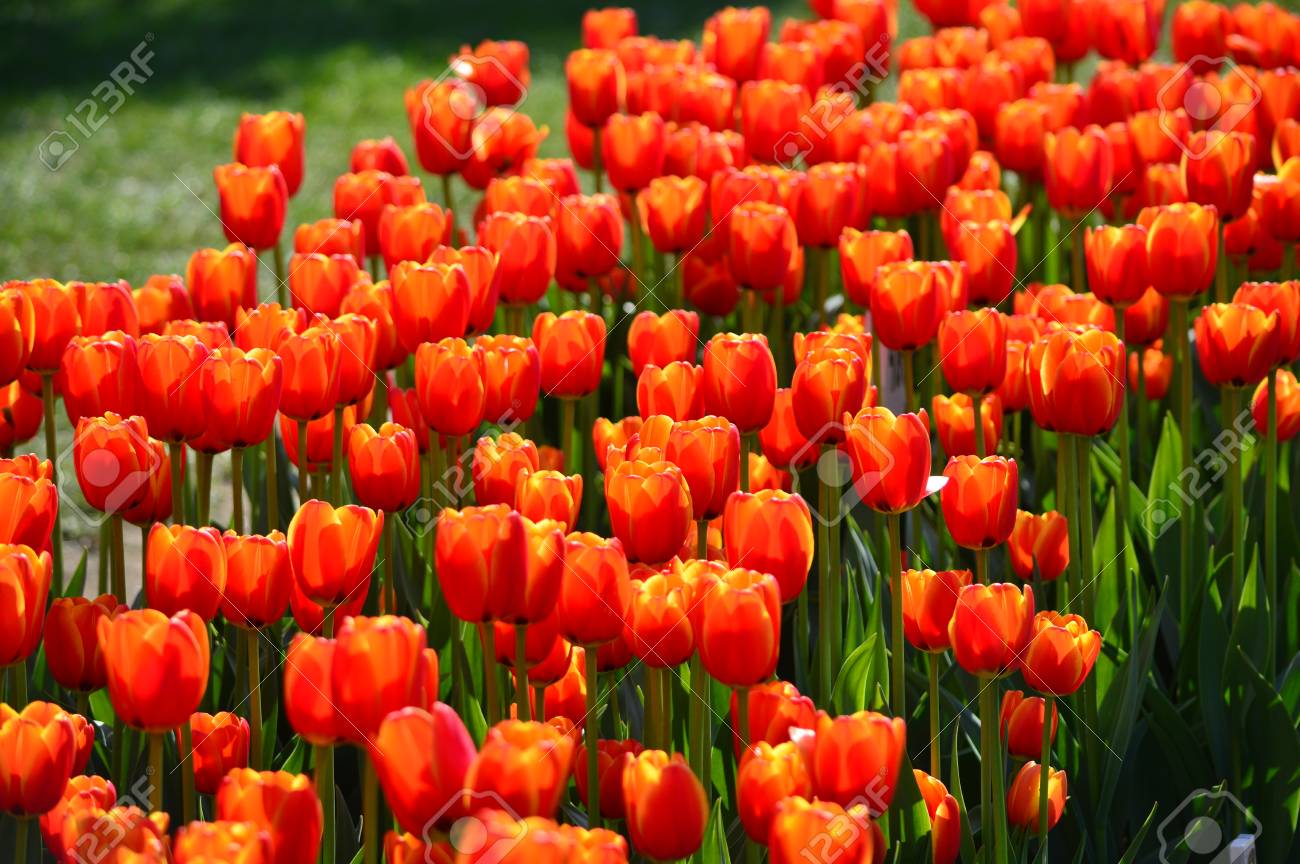 Oxford Elite Tulips At Veldheer Tulip Garden In Holland Stock Photo Picture And Royalty Free Image Image 103895147