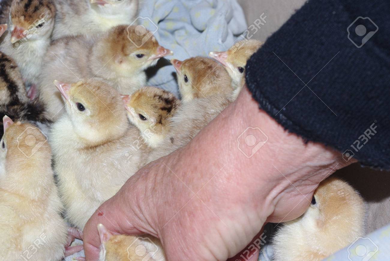 チキン 持株 ひよこ 手 少し 農家 赤ちゃん 面白い 鳥動物ファームや雛ケア黄色 かわいい 小さい動物手自然若い 白い 黒い ふわふわ 家 子供食品 コンセプト少年 1 人間 春 ライフ 愛らしい ペット イースター 背景 の写真素材 画像素材 Image