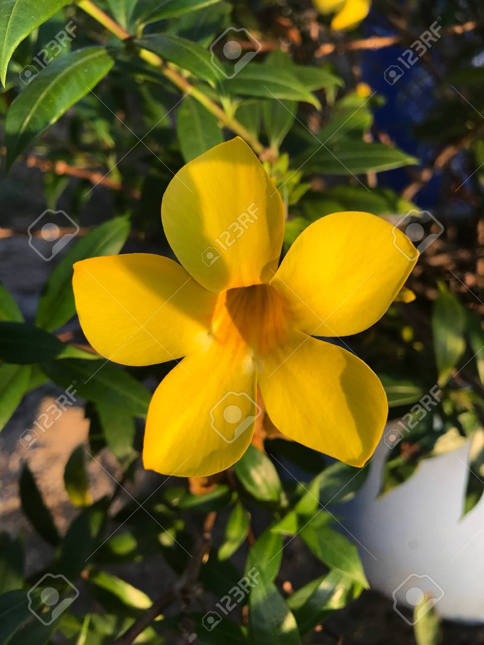 etiam-dictum-ipsum-a-felis