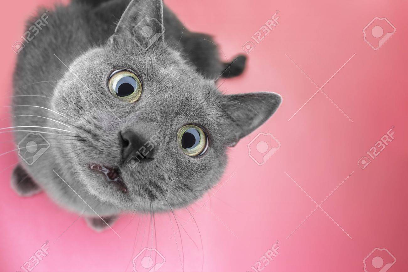 grey cat sitting on the pink background looking at camera - 56781783 grey cat sitting on the pink background looking at camera - 56781783