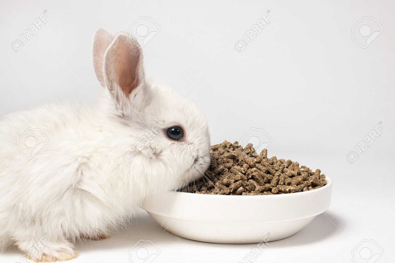 A small white rabbit eats feed on a white background. Balanced food for pets, pet food store - 161877391 A small white rabbit eats feed on a white background. Balanced food for pets, pet food store - 161877391