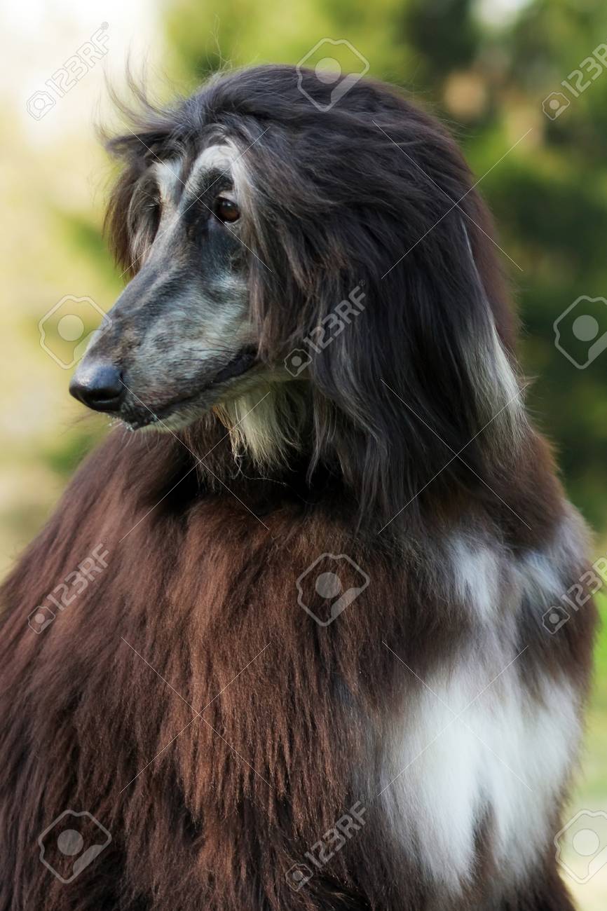 夏のクローズ アップの肖像画の美しいアフガン ハウンド犬 の写真素材 画像素材 Image 夏のクローズ アップの肖像画の美しいアフガン ハウンド犬 の写真素材 画像素材 Image