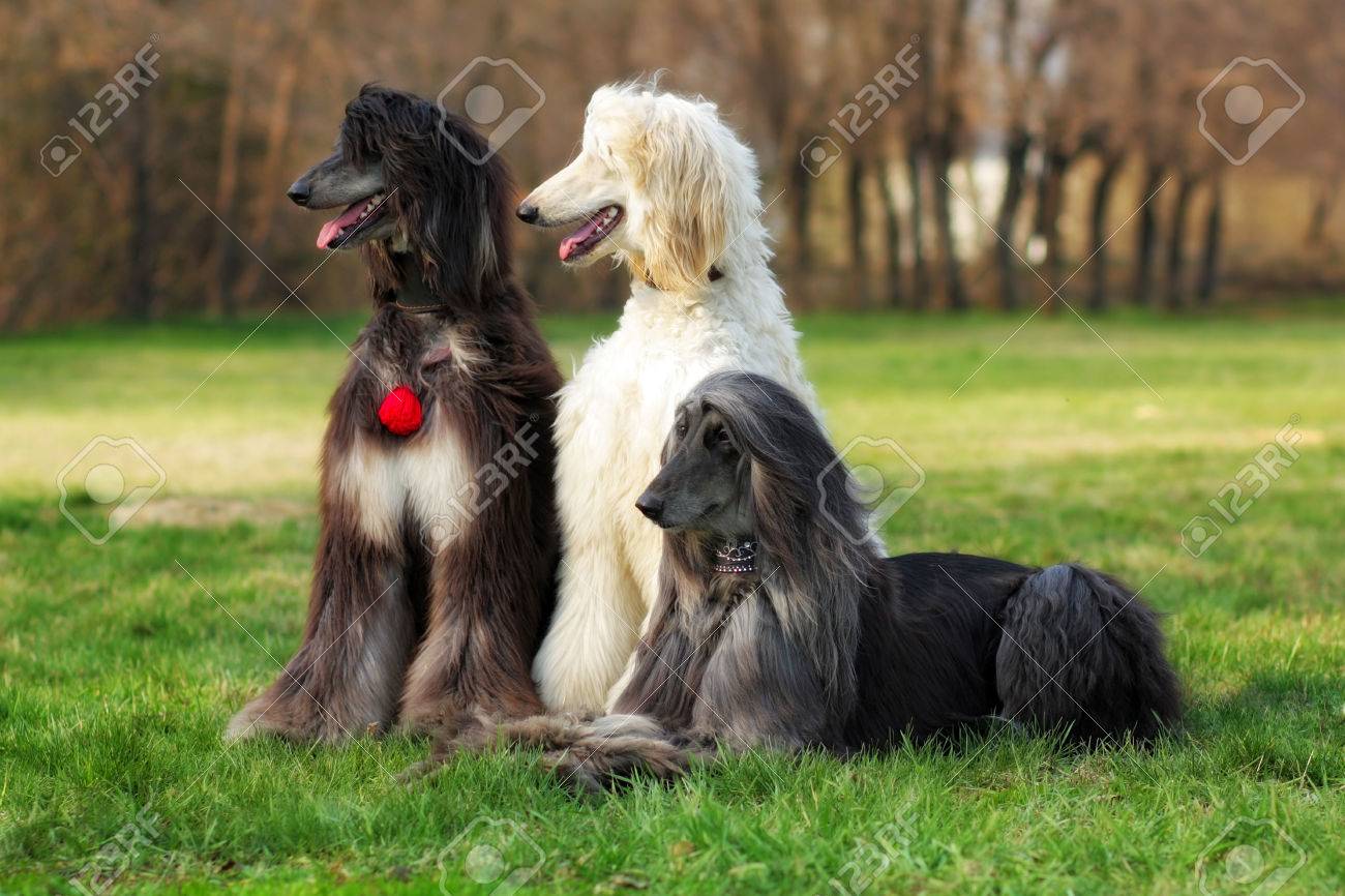 3 匹の犬繁殖夏の草の上に座ってアフガン ハウンド の写真素材 画像素材 Image 3 匹の犬繁殖夏の草の上に座ってアフガン ハウンド の写真素材 画像素材 Image