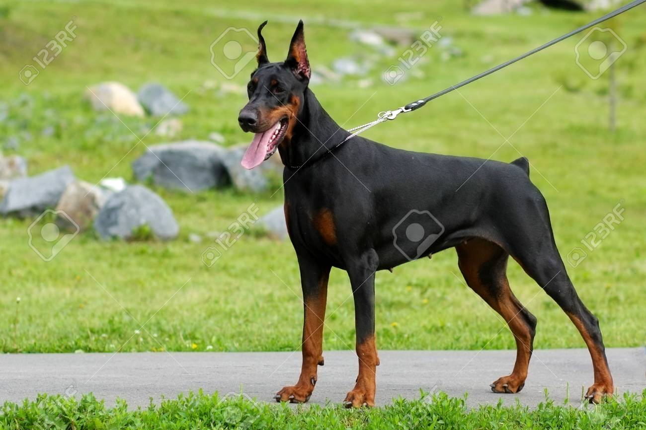 doberman leash