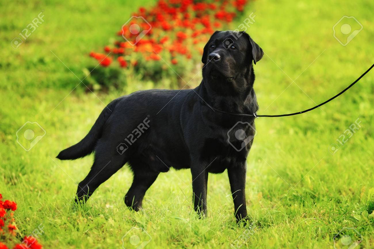 black lab show dog