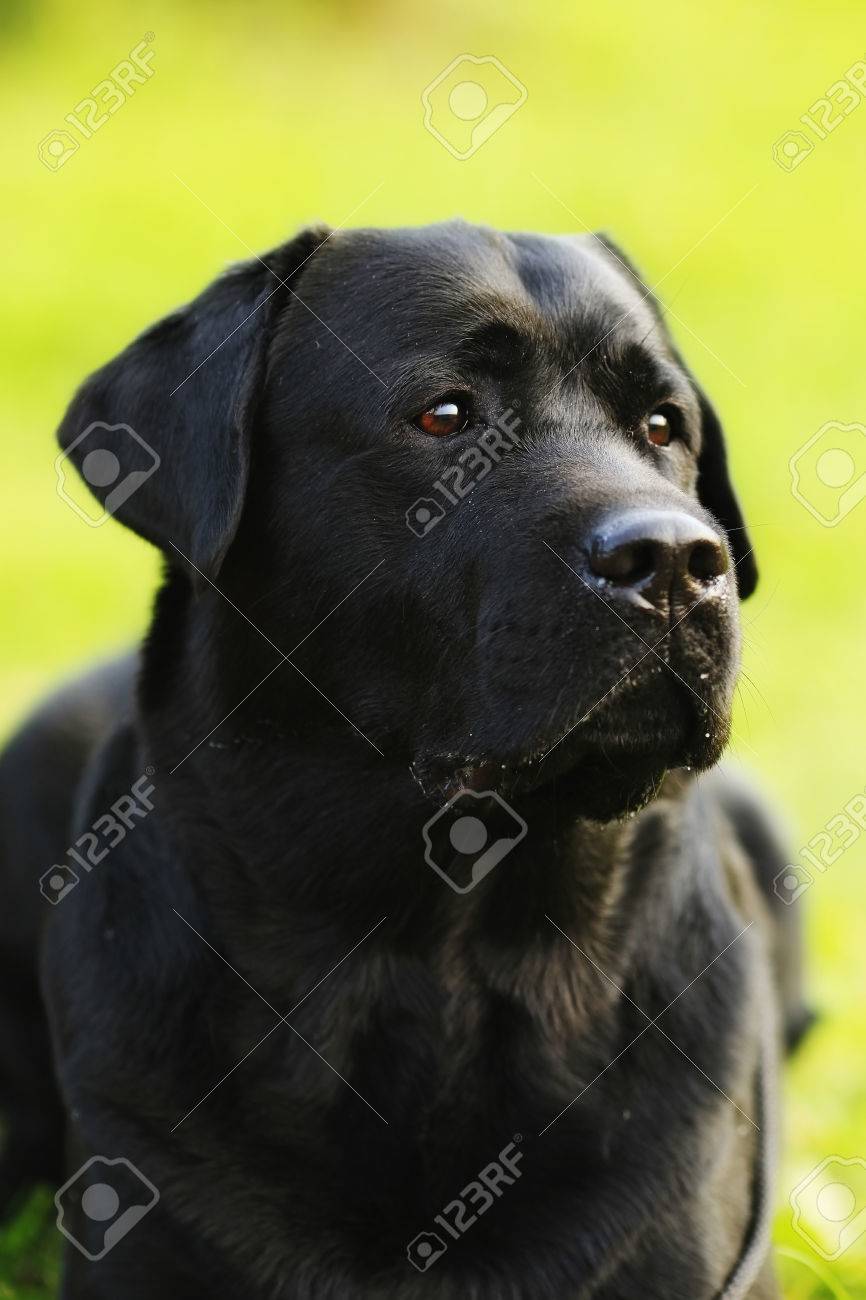 pedigree for labrador