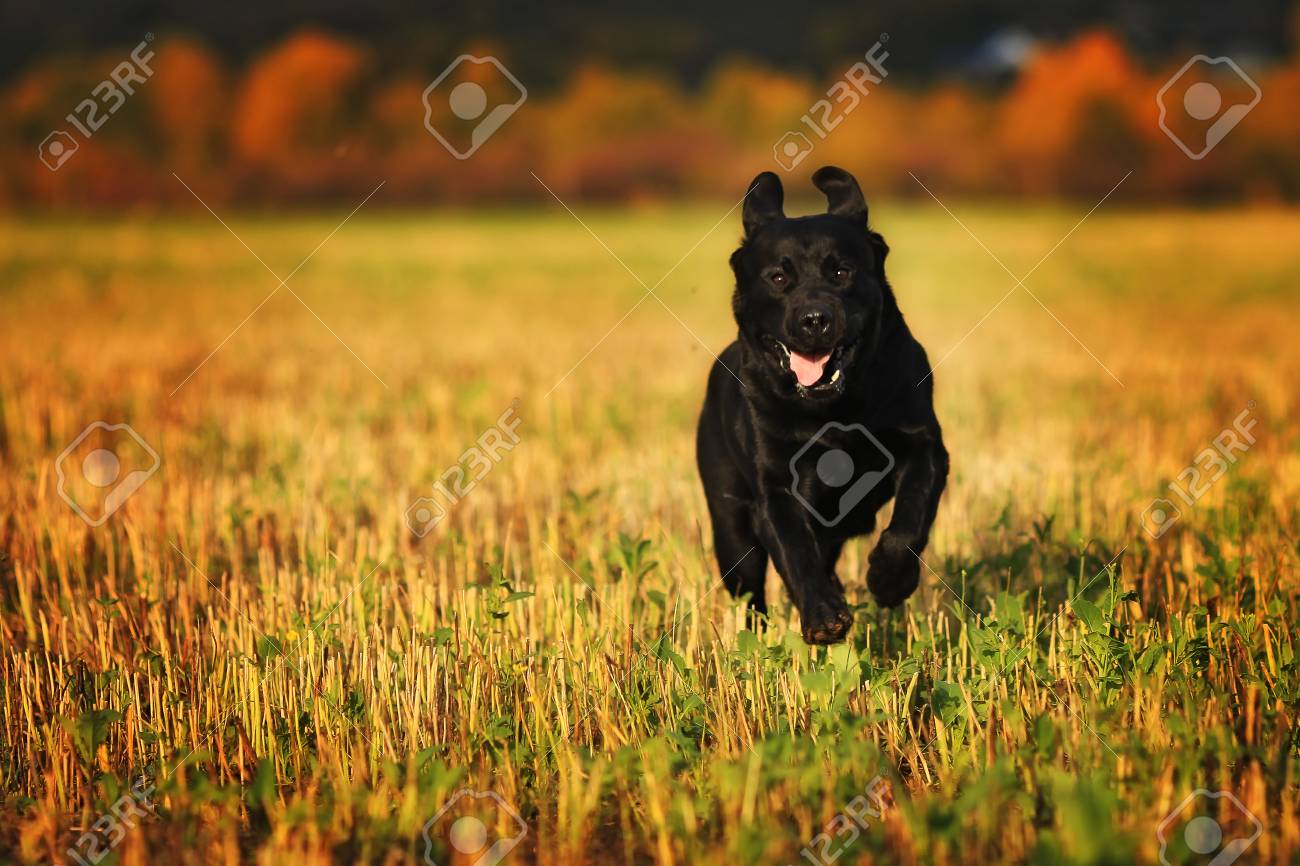 Black dog breed Labrador running fast through a field in summer - 57557544 Black dog breed Labrador running fast through a field in summer - 57557544
