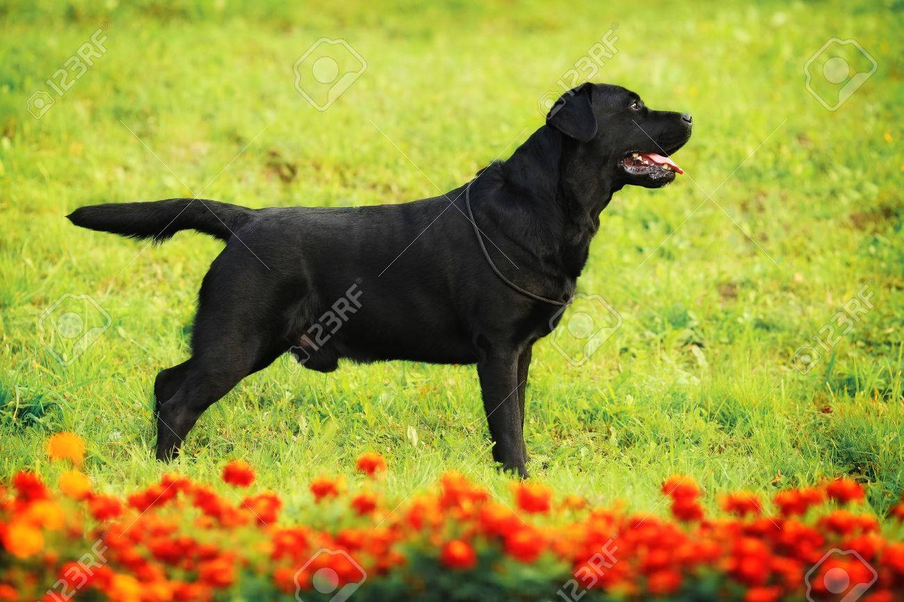purebred black lab