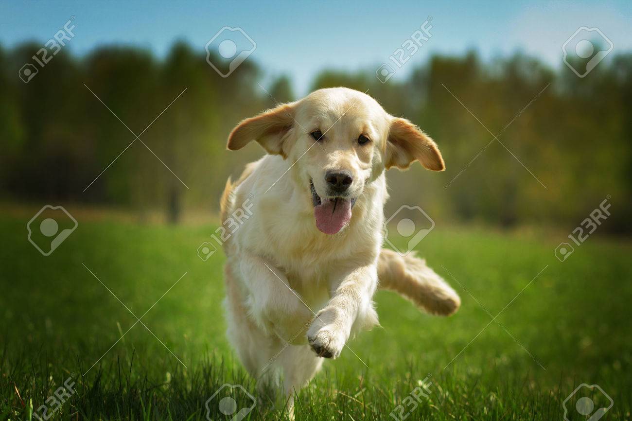 Young Happy Dog Golden Retriever With Joy Quickly Runs Across The Grass Front View Stock Photo Picture And Royalty Free Image Image