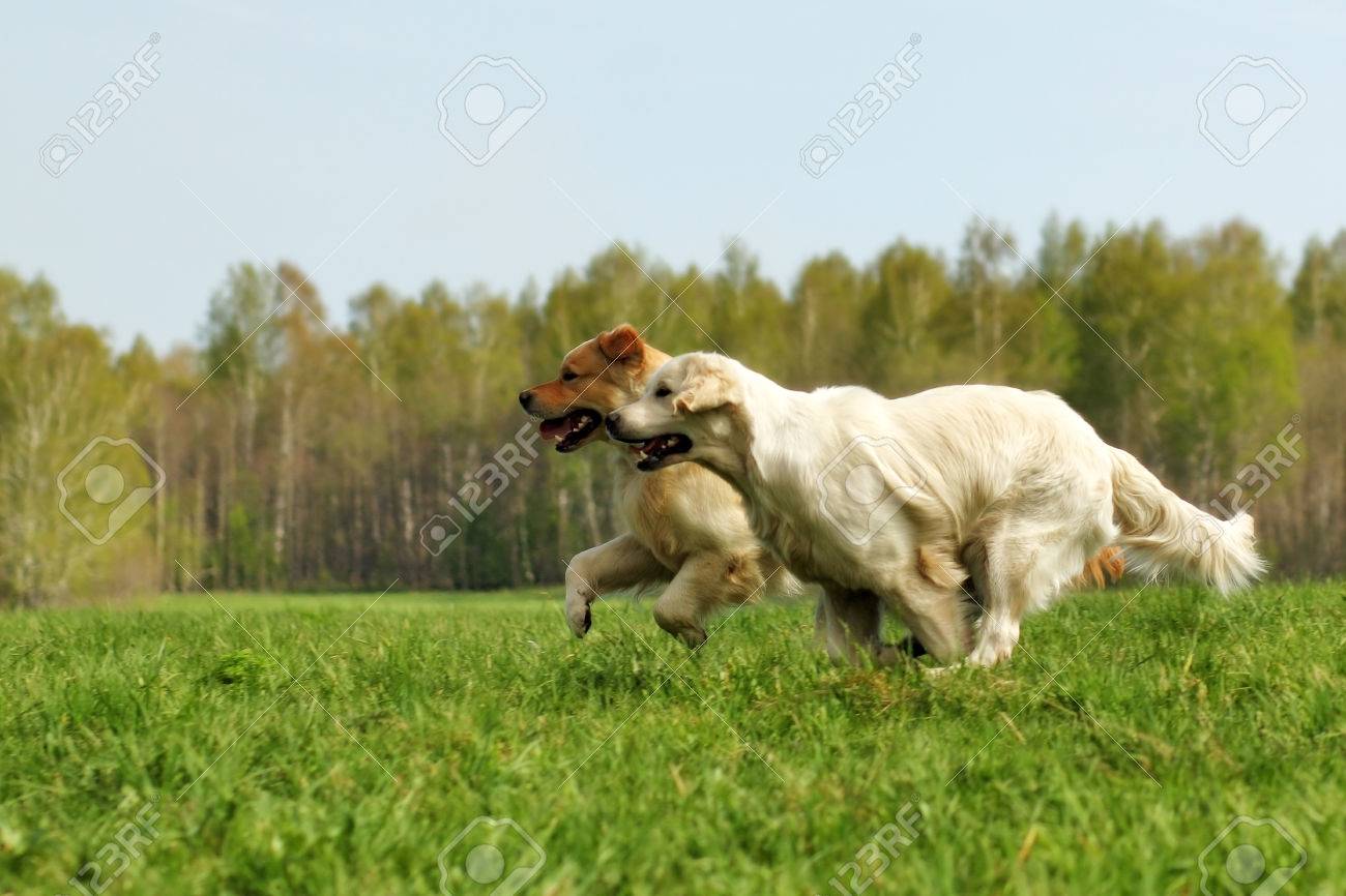 two dogs Golden Retriever fun run in the summer on the nature of each other - 57507899 two dogs Golden Retriever fun run in the summer on the nature of each other - 57507899