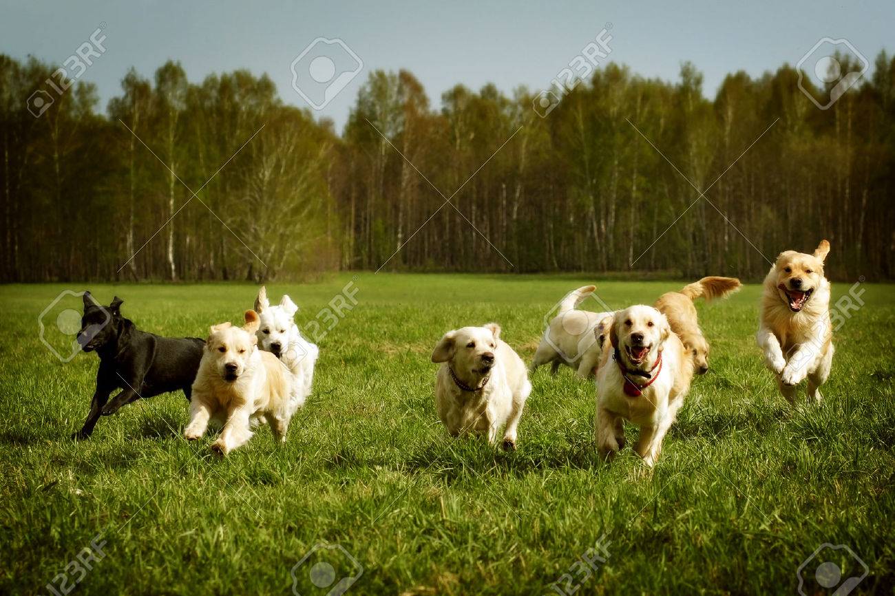 A large group of dogs Golden retrievers running in the summer through the green valley - 57507906 A large group of dogs Golden retrievers running in the summer through the green valley - 57507906