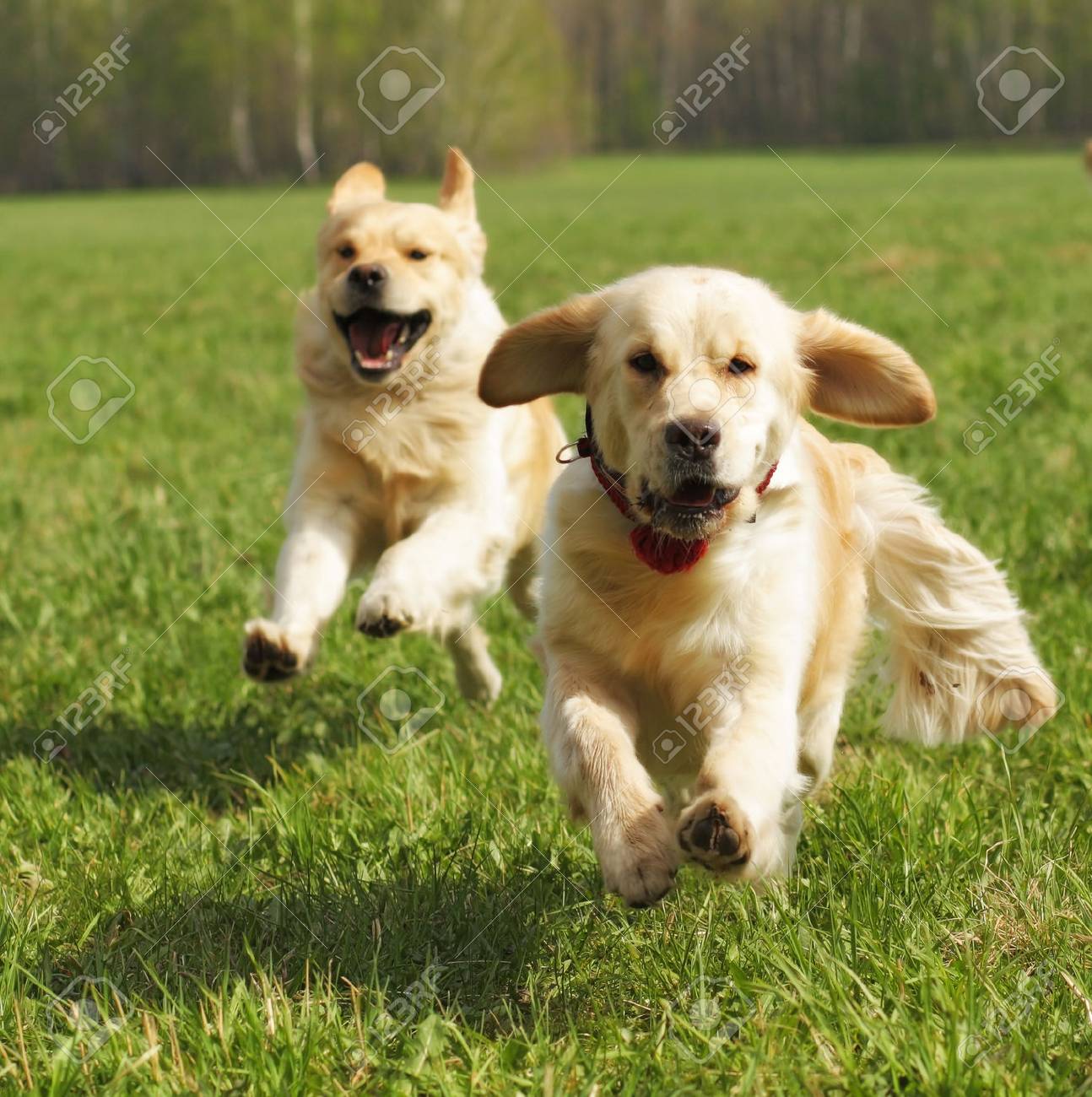 two dogs Golden Retriever fun run in the summer on the nature of each other - 57507683 two dogs Golden Retriever fun run in the summer on the nature of each other - 57507683