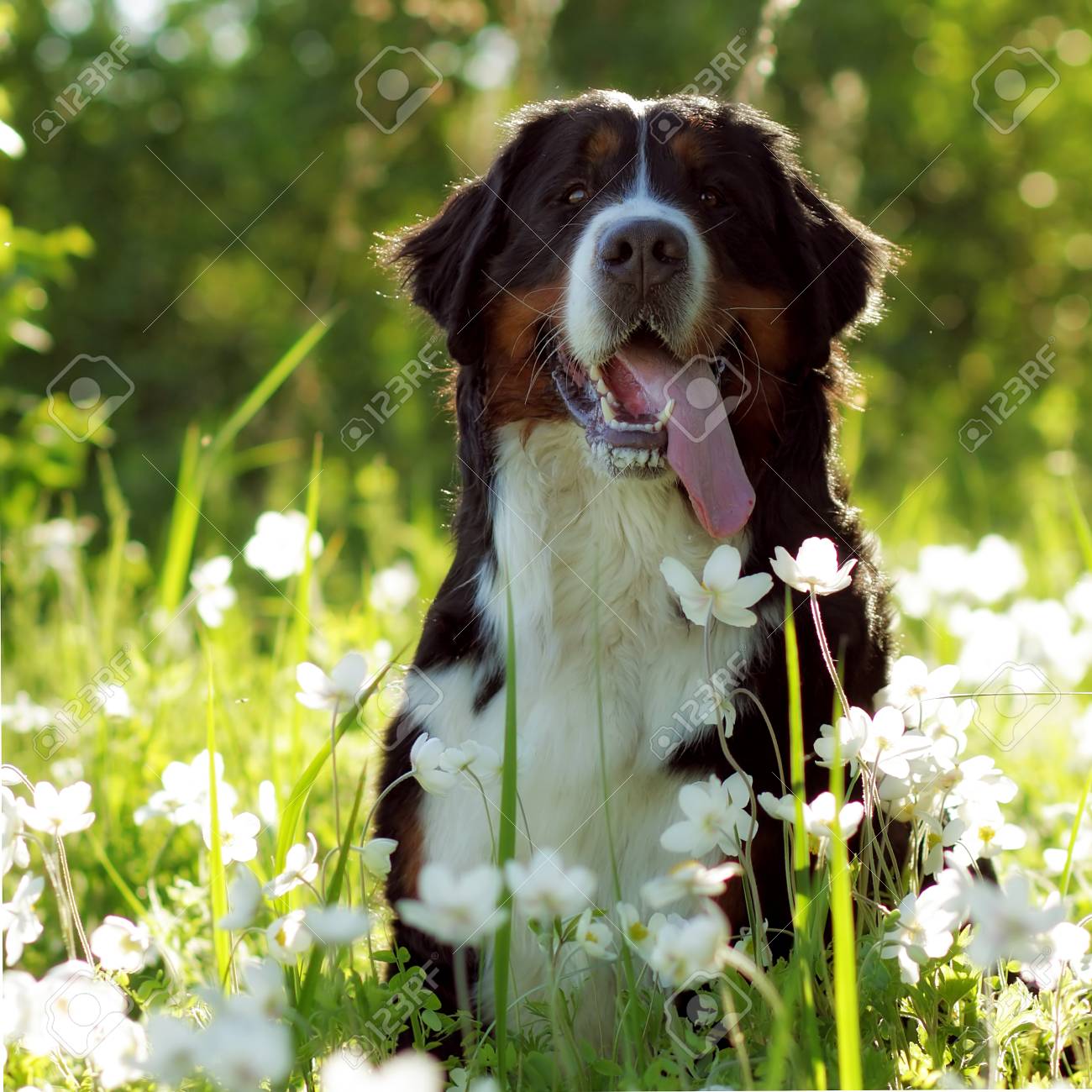 happy meadows mountain dogs