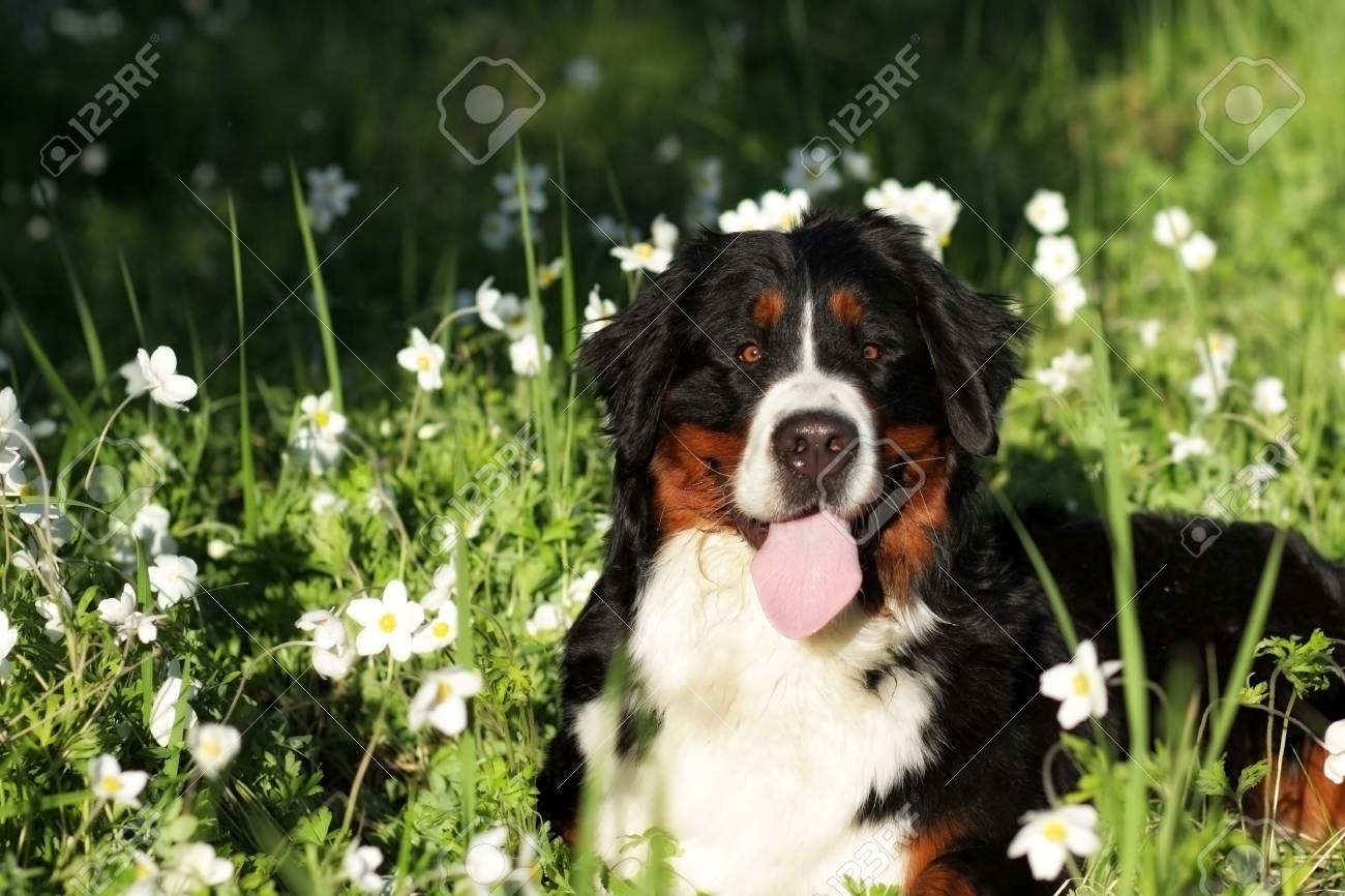 happy meadows mountain dogs