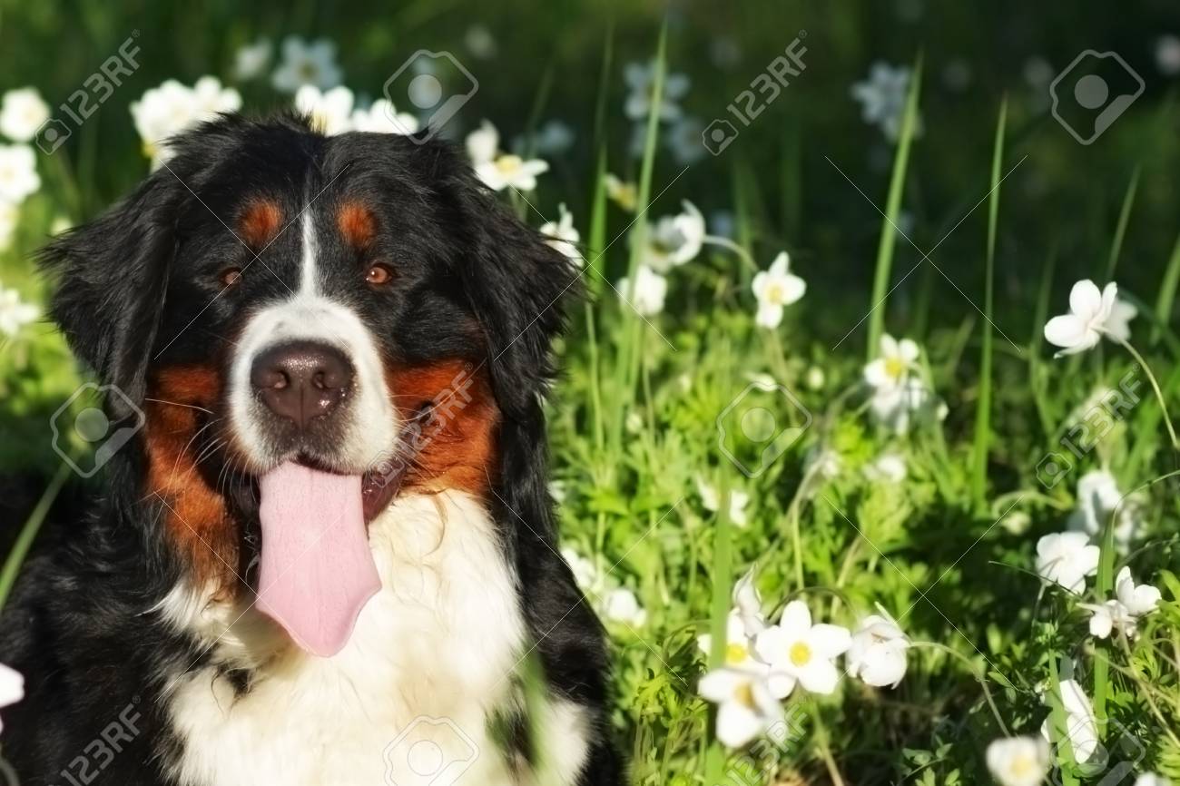 happy meadows mountain dogs