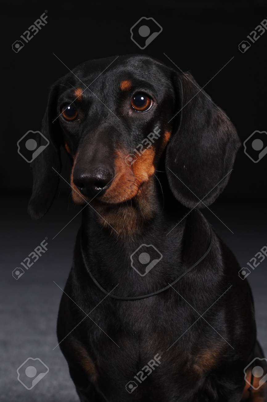 Chien Noir Et Feu Teckel Allemand à Poil Lisse Portrait Agrandi En Studio