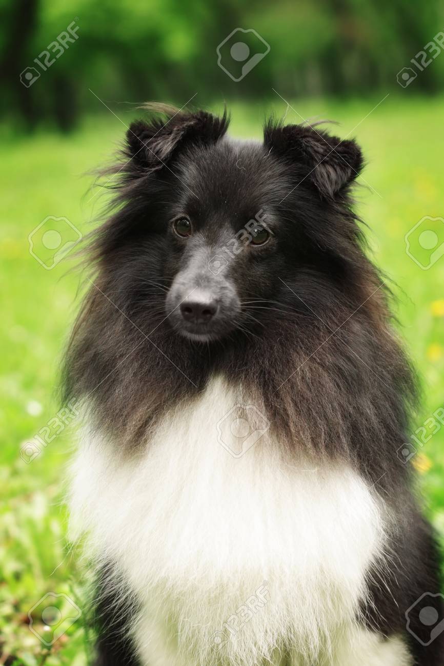 black sheltie dog