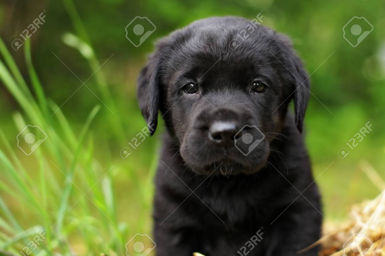 Beau Chiot Race Noire Chien Labrador Ete Nature Closeup Banque D Images Et Photos Libres De Droits Image