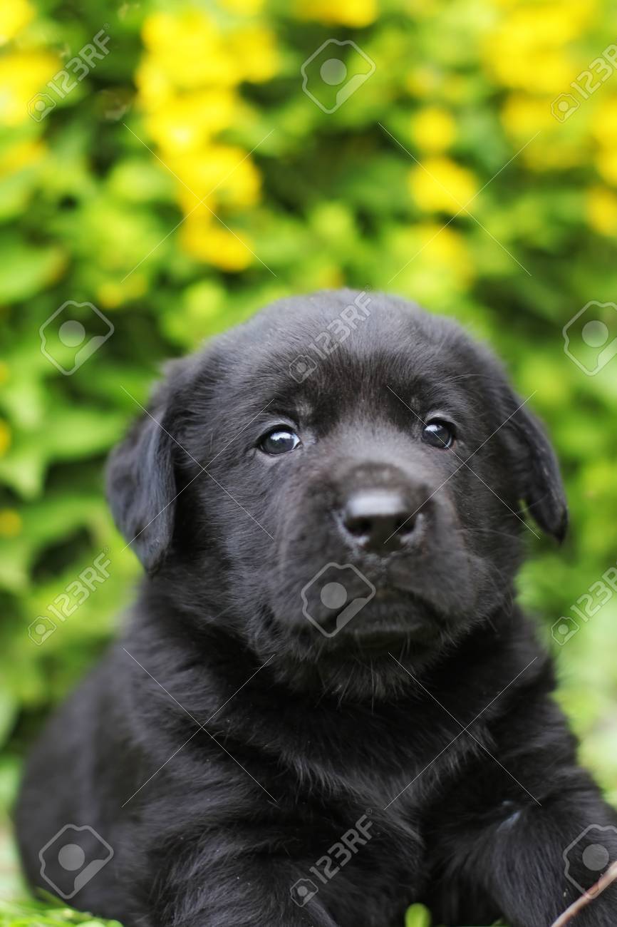 small black lab