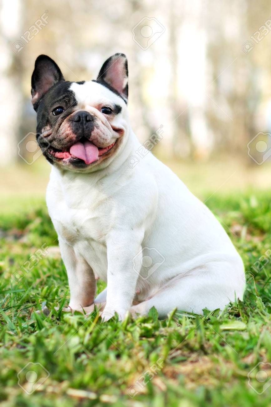 Race De Chien Bouledogue Français Noir Et Blanc En été Assis à Lextérieur Et Souriant Langue Pendante