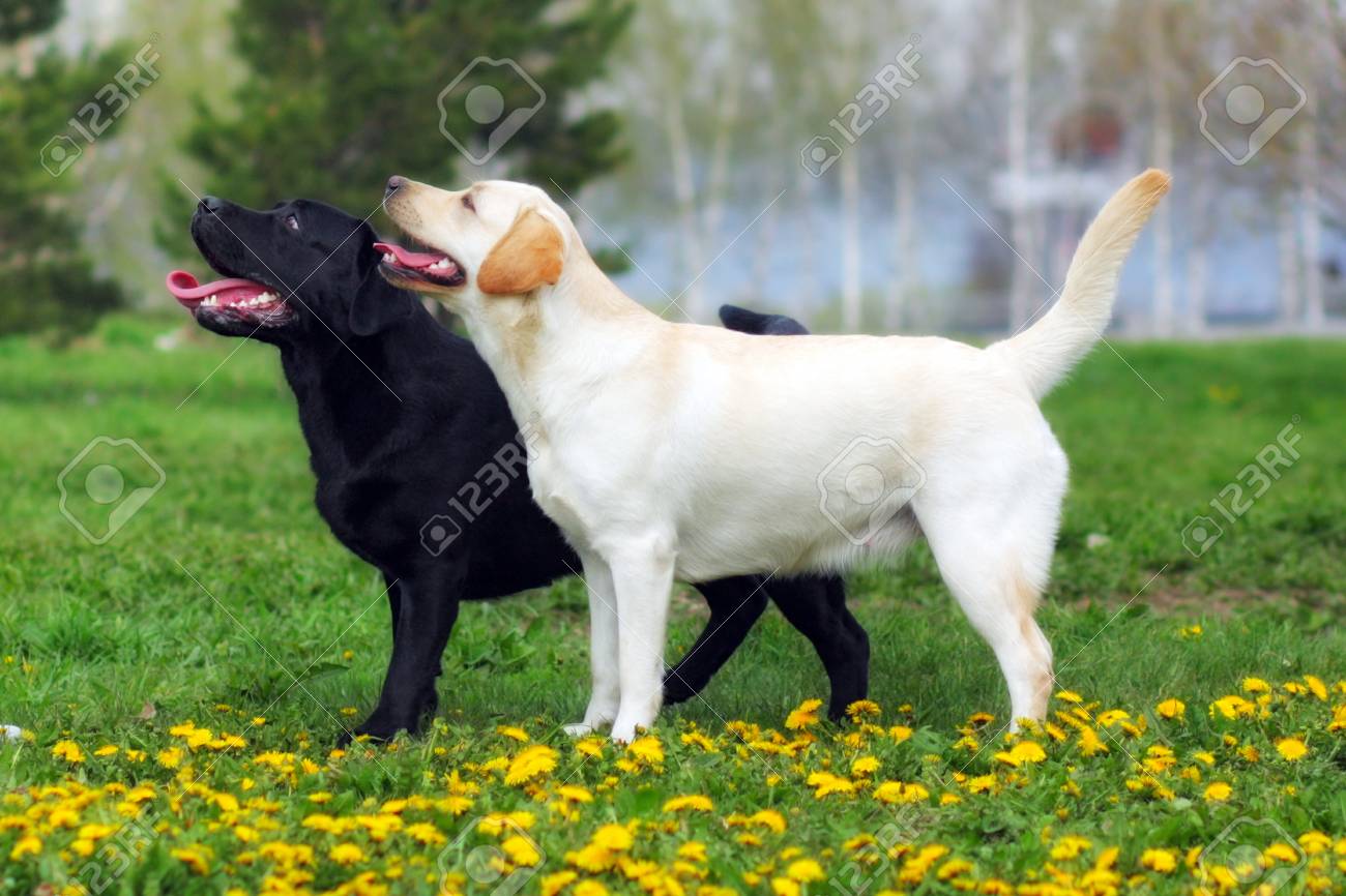 show labrador retriever