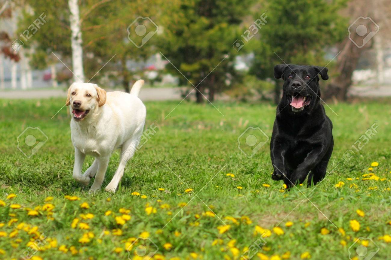 black and yellow lab
