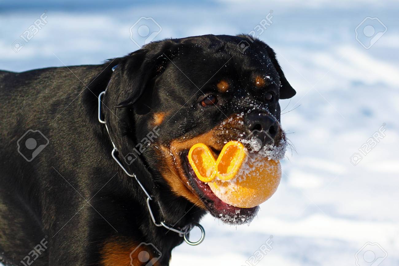 big dog a Rottweiler playing with a ball in the winter in nature, holding a yellow toy in his mouth. Face in the snow - 67247358 big dog a Rottweiler playing with a ball in the winter in nature, holding a yellow toy in his mouth. Face in the snow - 67247358