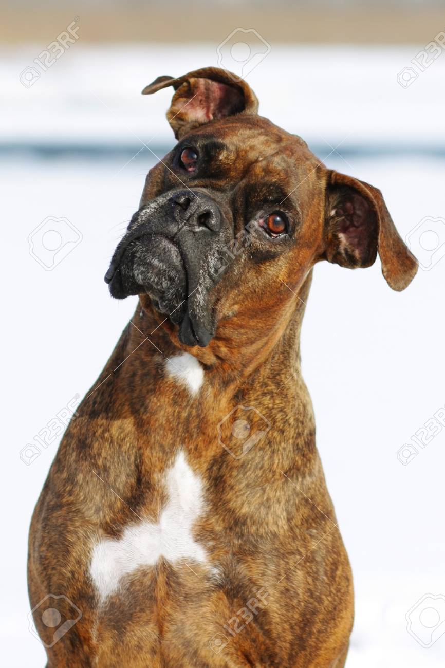 brindle boxer