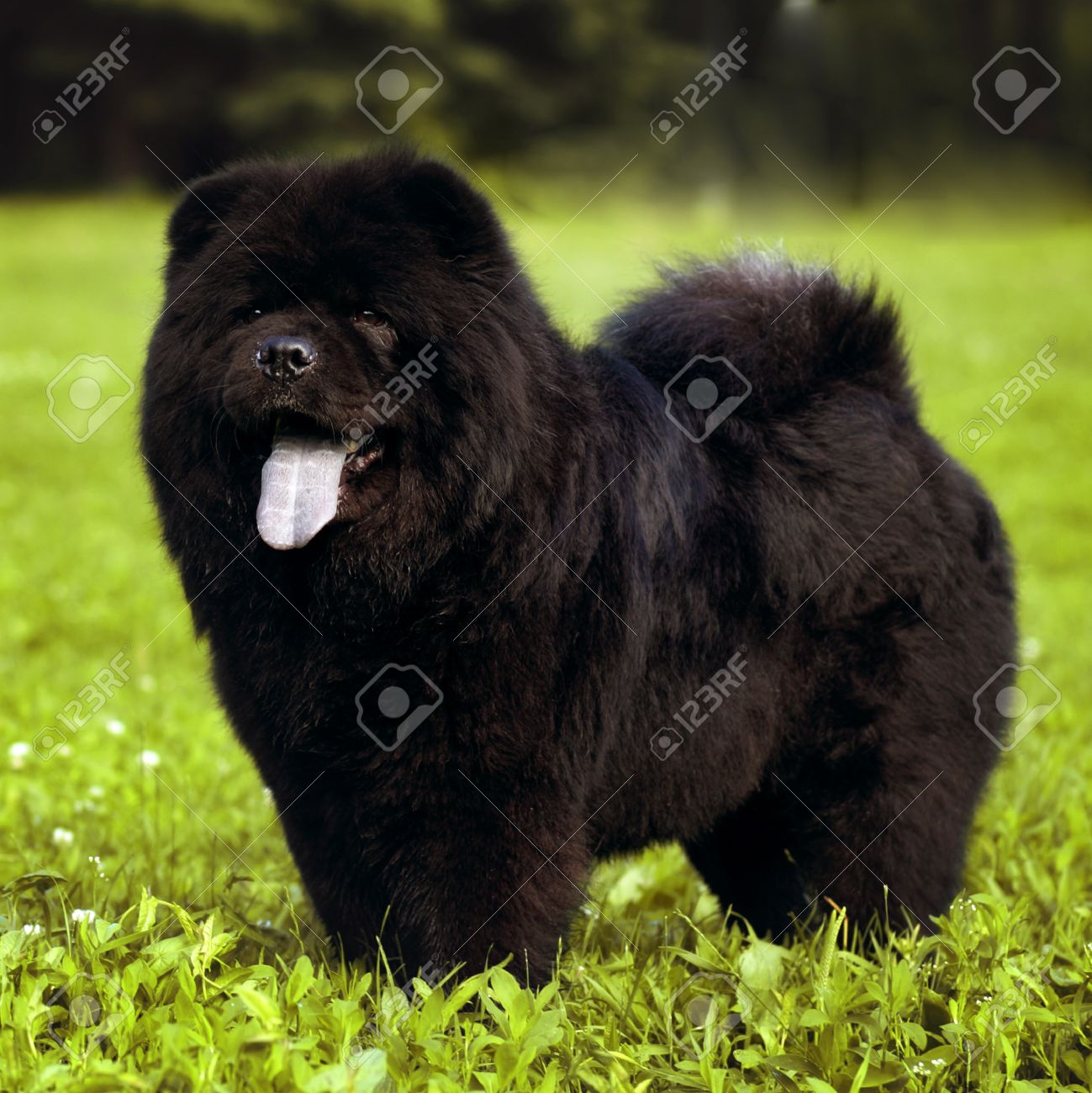 black chow chow