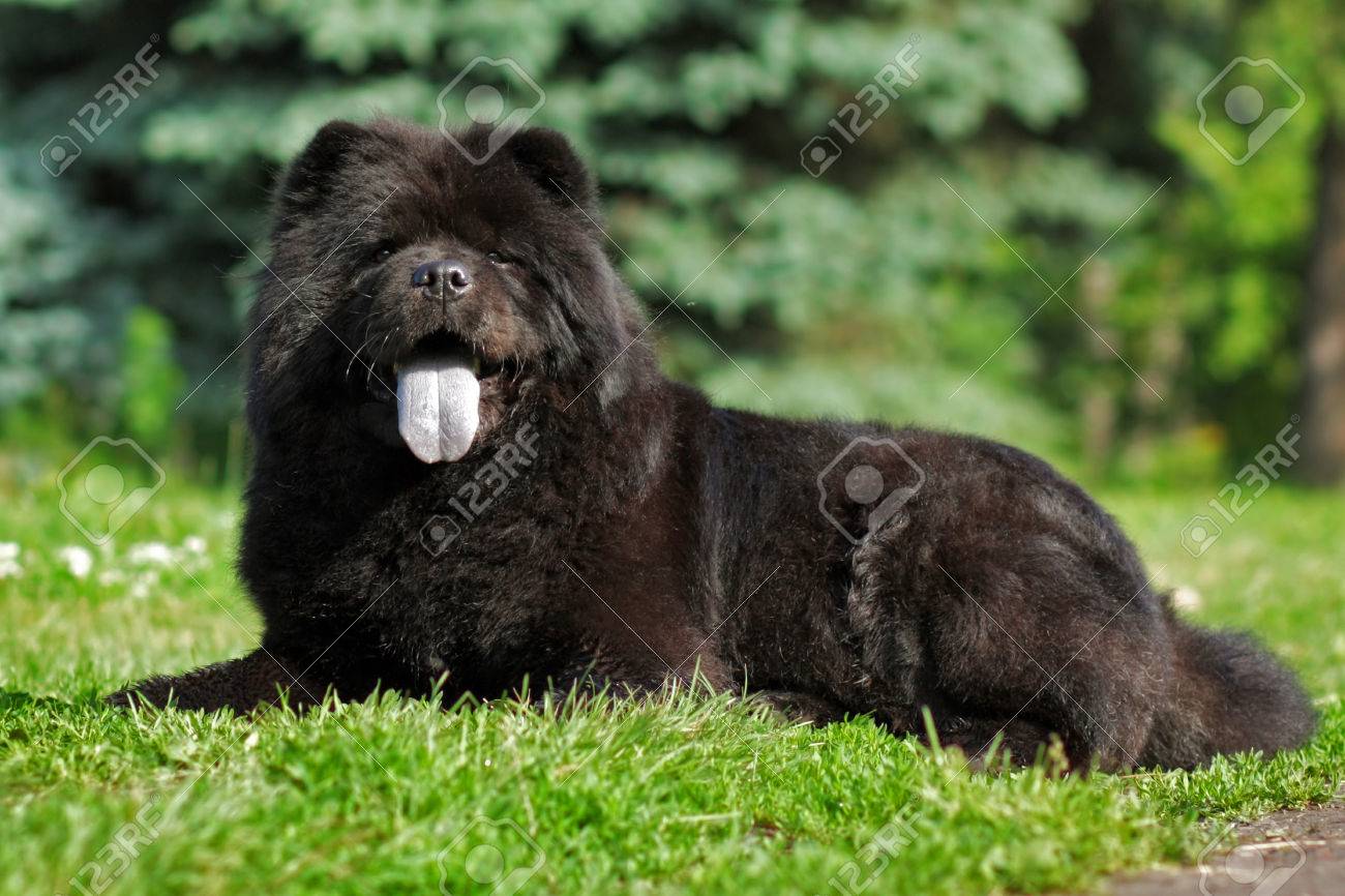 chow chow nature