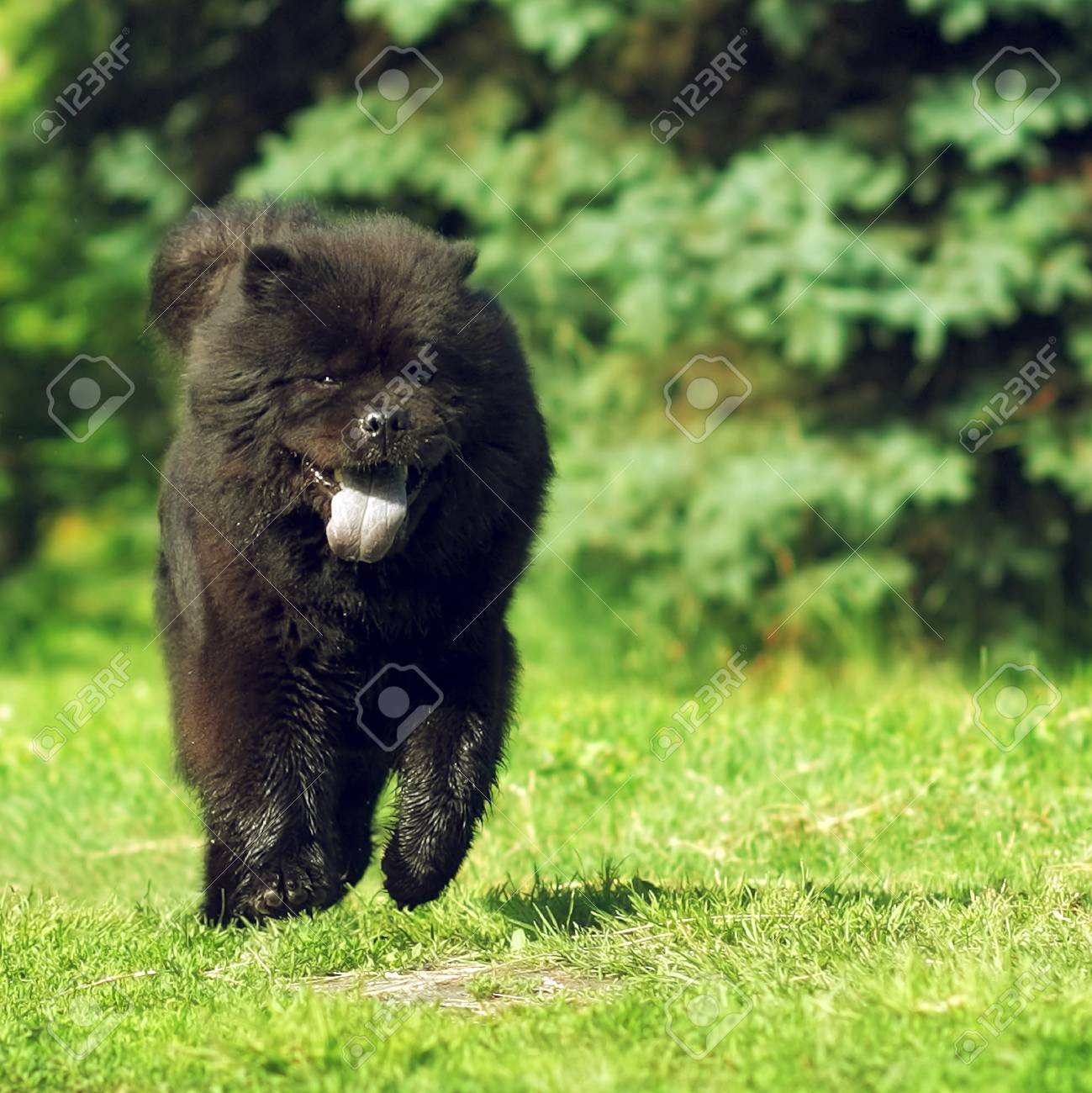 chow chow running