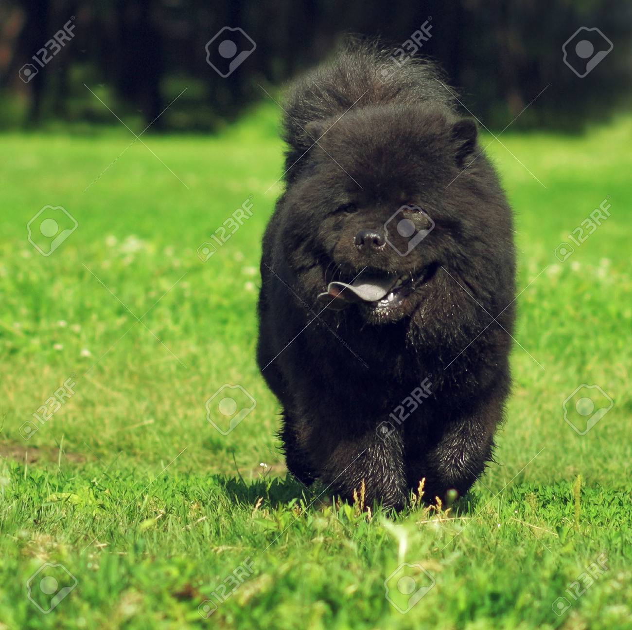 Les 10 Races De Chien Les Plus Faciles à éduquer