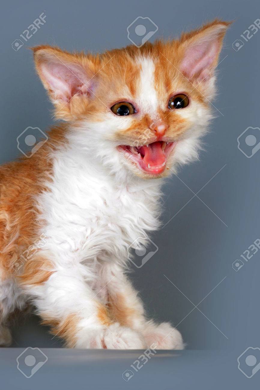品種セルカークレックス赤白カラーの子猫猫の猫の鳴き声を大声で 彼は病気になったし 獣医の心配を要求します の写真素材 画像素材 Image