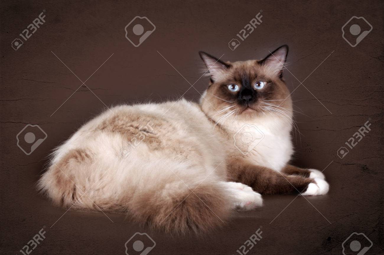 beautiful cat breed Neva masquerade on a brown background in the Studio, a good pet for the family, - 66915606 beautiful cat breed Neva masquerade on a brown background in the Studio, a good pet for the family, - 66915606