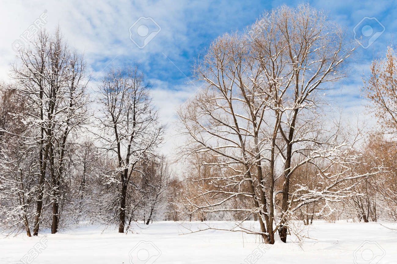 Cold winter forest in the afternoon covered with snow - 128286298 Cold winter forest in the afternoon covered with snow - 128286298