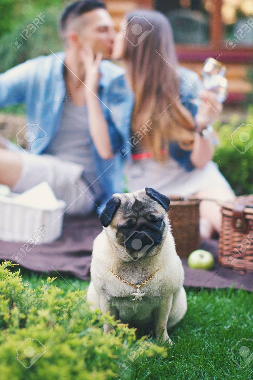 Chien De Race Un Carlin Est Assis Sur Une Herbe Avec Les Yeux Fermés Dans Le Contexte Du Couple Embrassant