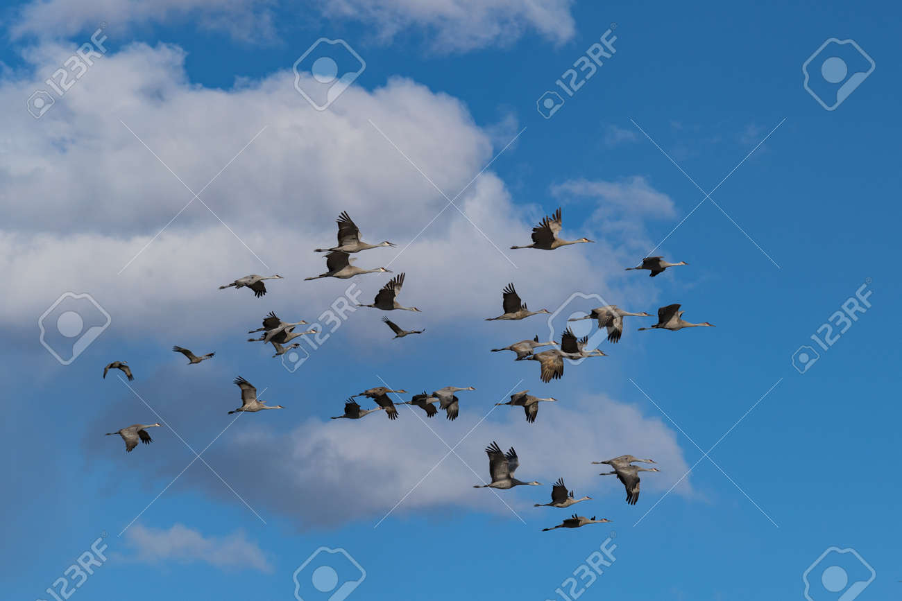 Sandhill Cranes during the Spring migration in Monte Vista, Colorado. - 169031146 Sandhill Cranes during the Spring migration in Monte Vista, Colorado. - 169031146