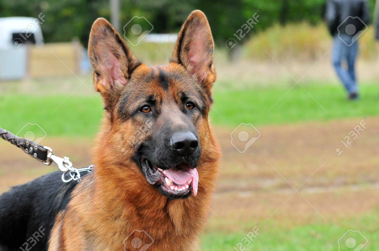 Berger Allemand Une Race De Chien à Lorigine Utilisé Comme Un Berger Et Chiens De Recherche