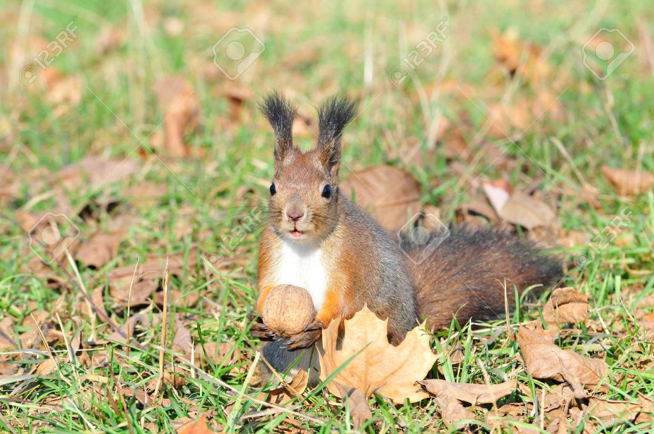 リスはクルミを Gnaws します リス リスの家族の齧歯動物 ロシアの動植物のタンパク質の種類の唯一の代表 の写真素材 画像素材 Image
