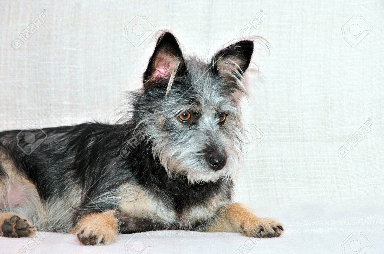 雑種犬 雑種犬犬種ケアーン テリアに類似またはオーストラリアン