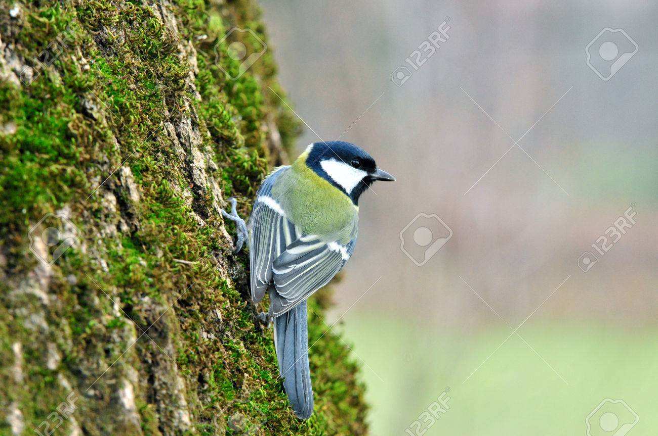 シジュウカラは 黒い頭と首 顕著な白い頬 オリーブ切り羽多数の亜種の中でいくつかのバリエーションで 黄色い腹部と 特徴的な鳥です の写真素材 画像素材 Image