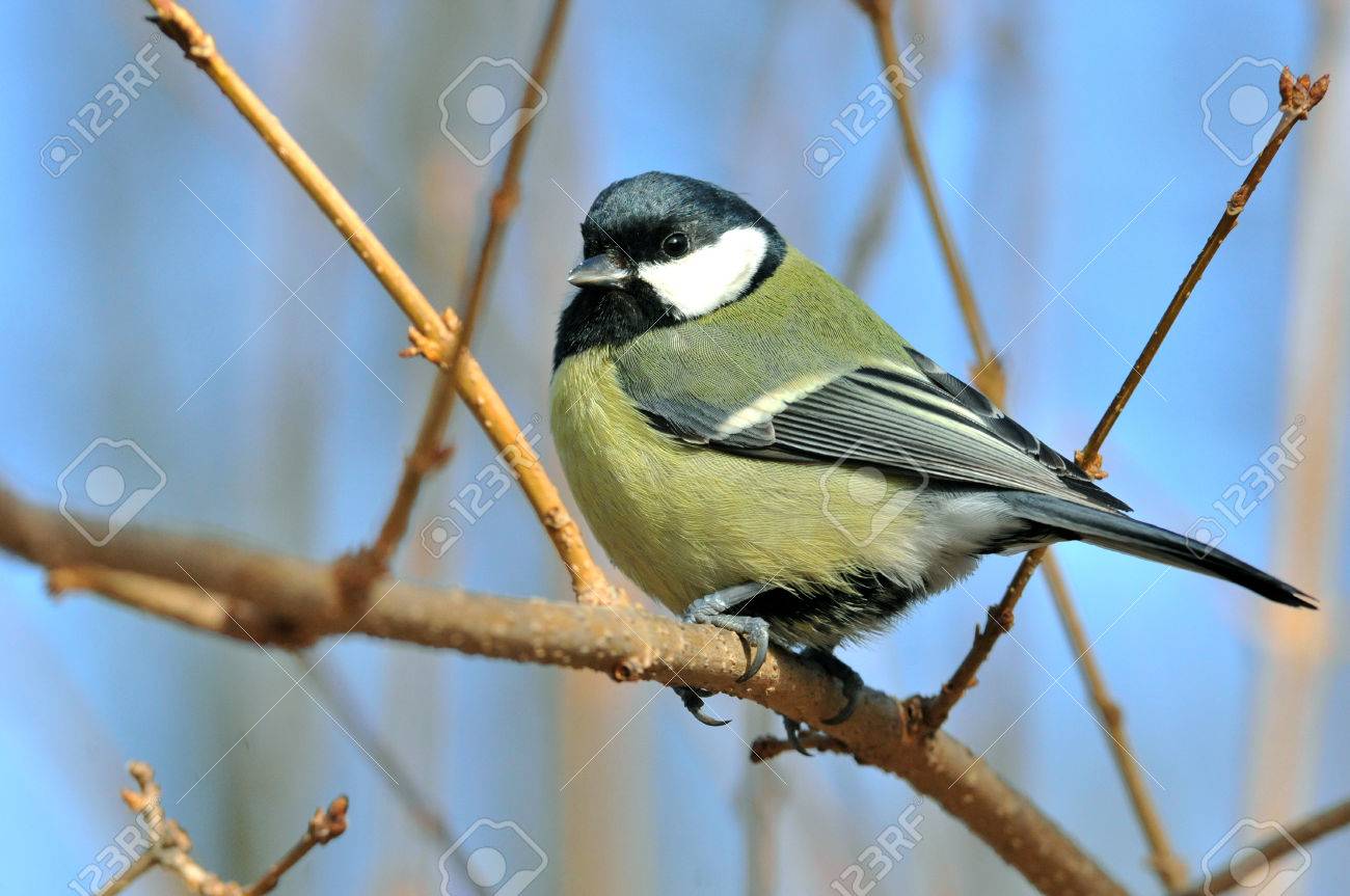 シジュウカラは 黒い頭と首 顕著な白い頬 オリーブ切り羽多数の亜種の中でいくつかのバリエーションで 黄色い腹部と 特徴的な鳥です の写真素材 画像素材 Image