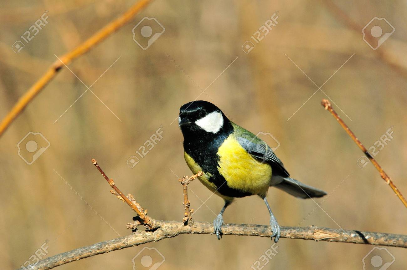 La Mésange Est Un Oiseau Distinctif Avec Une Tête Noire Et Le Cou Les Joues Blanches De Premier Plan Les Parties Supérieures Et Inférieures Jaunes