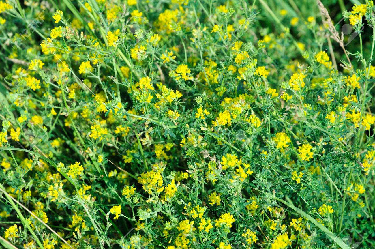 ルツェルン アルファルファ コメツブウマゴヤシ 通常マメ科ウマゴヤシ属年次草本植物種 この植物とも呼びます 黒メディック 無比 またはホップ クローバー の写真素材 画像素材 Image ルツェルン アルファルファ コメツブウマゴヤシ 通常マメ科ウマゴヤシ属年次草本植物種 この植物とも呼びます 黒メディック 無比 またはホップ クローバー の写真素材 画像素材 Image
